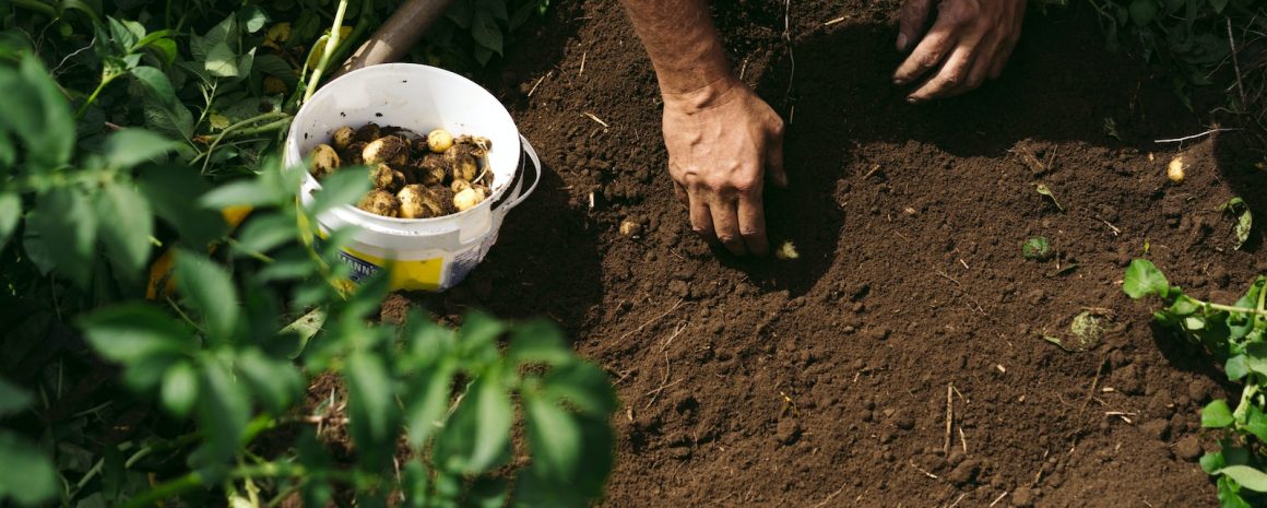 A farmer checking on his potatoes in the field.