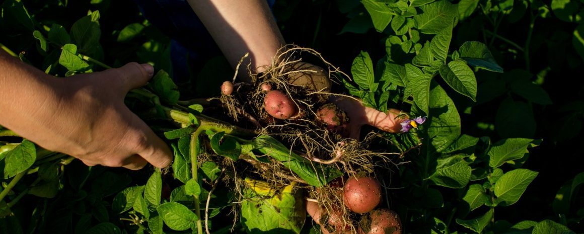 Farmer pulling out some beautiful little potatoes.