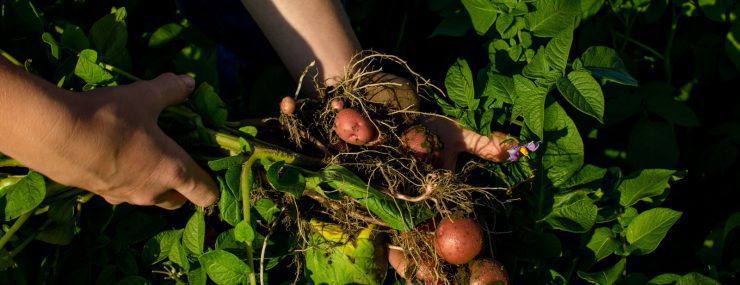 Farmer pulling out some beautiful little potatoes.