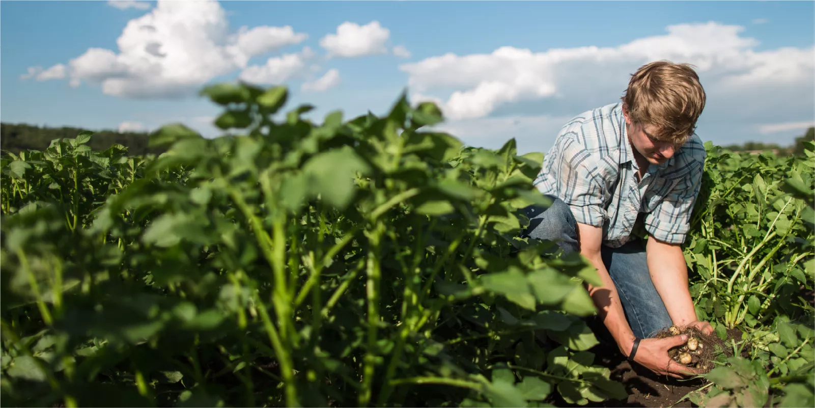 Checking on the crops.