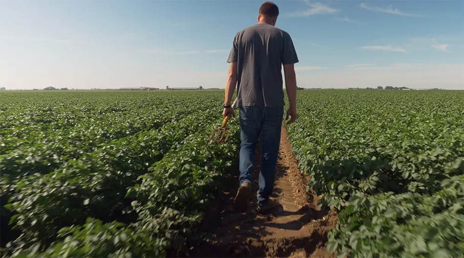 One of our farmers walking through the fields to check on our growing little potatoes.