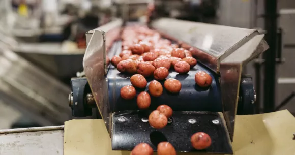 Freshly washed little potatoes on a conveyer belt.