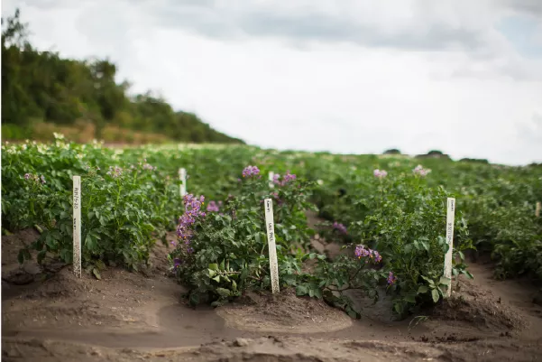 Rows of growing little potatoes.