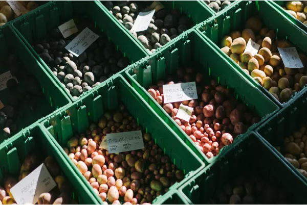 Boxes of little potatoes