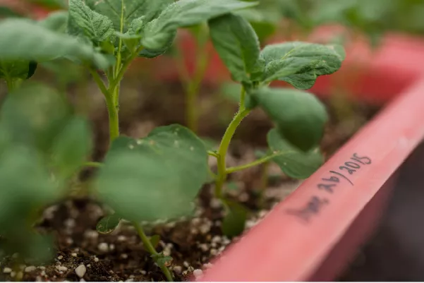 Seed potatoes in a cute little planter.