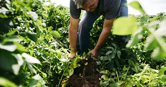 A farmer inspecting the field.