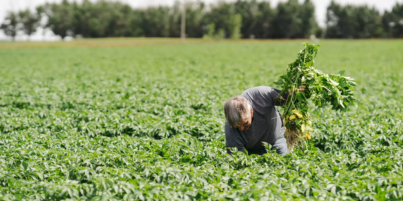 One of our farmers in the field