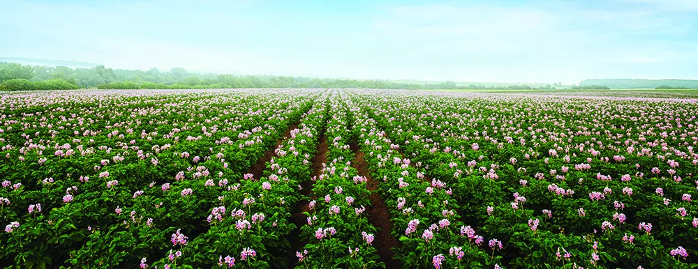 A field of potato blossoms in Spring.